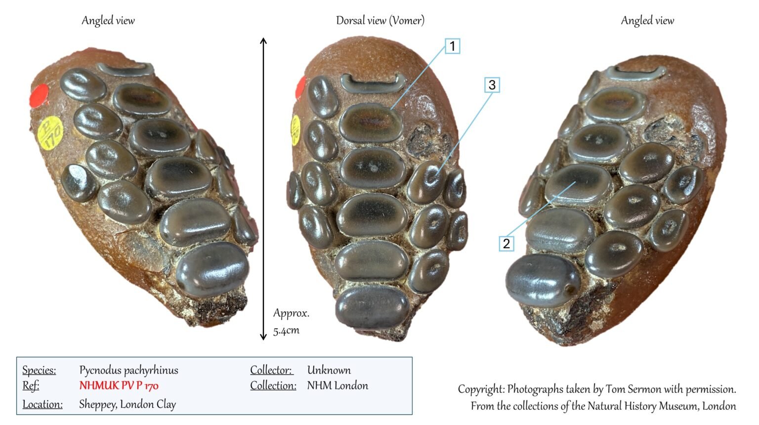 Pycnodus pachyrhinus – London Clay Fossils