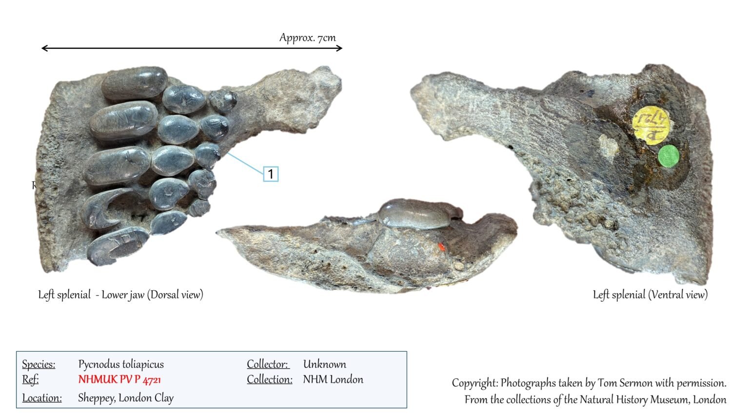 Pycnodus toliapicus – London Clay Fossils