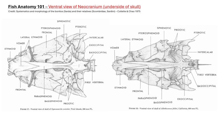 Dermocranium Fish Fish Anatomy 101 – London Clay Fossils